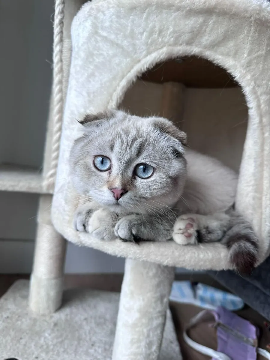 Scottish fold kitten - Image 1