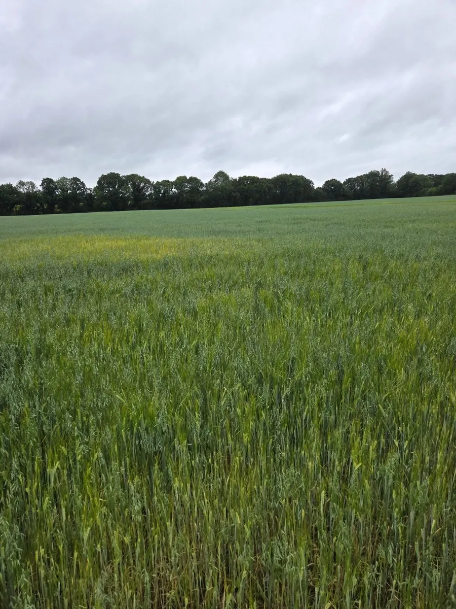 Wholecrop Barley & Oats  for Sale- 22 Acres - Image 2