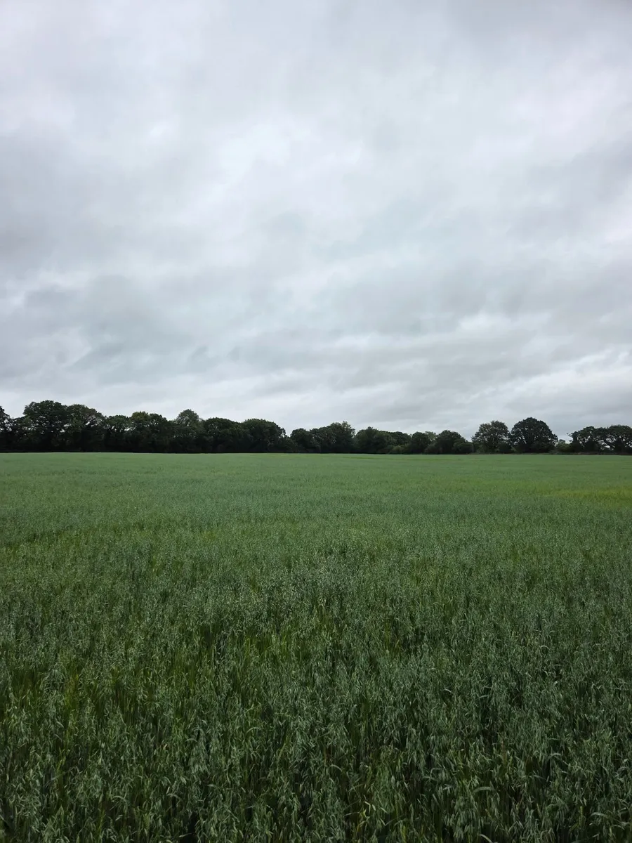 Wholecrop Barley & Oats  for Sale- 22 Acres - Image 4