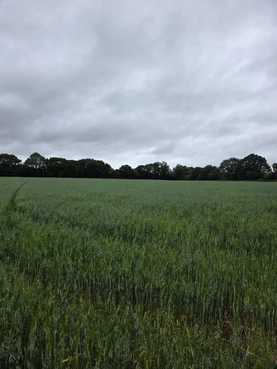 Wholecrop Barley & Oats  for Sale- 22 Acres - Image 3