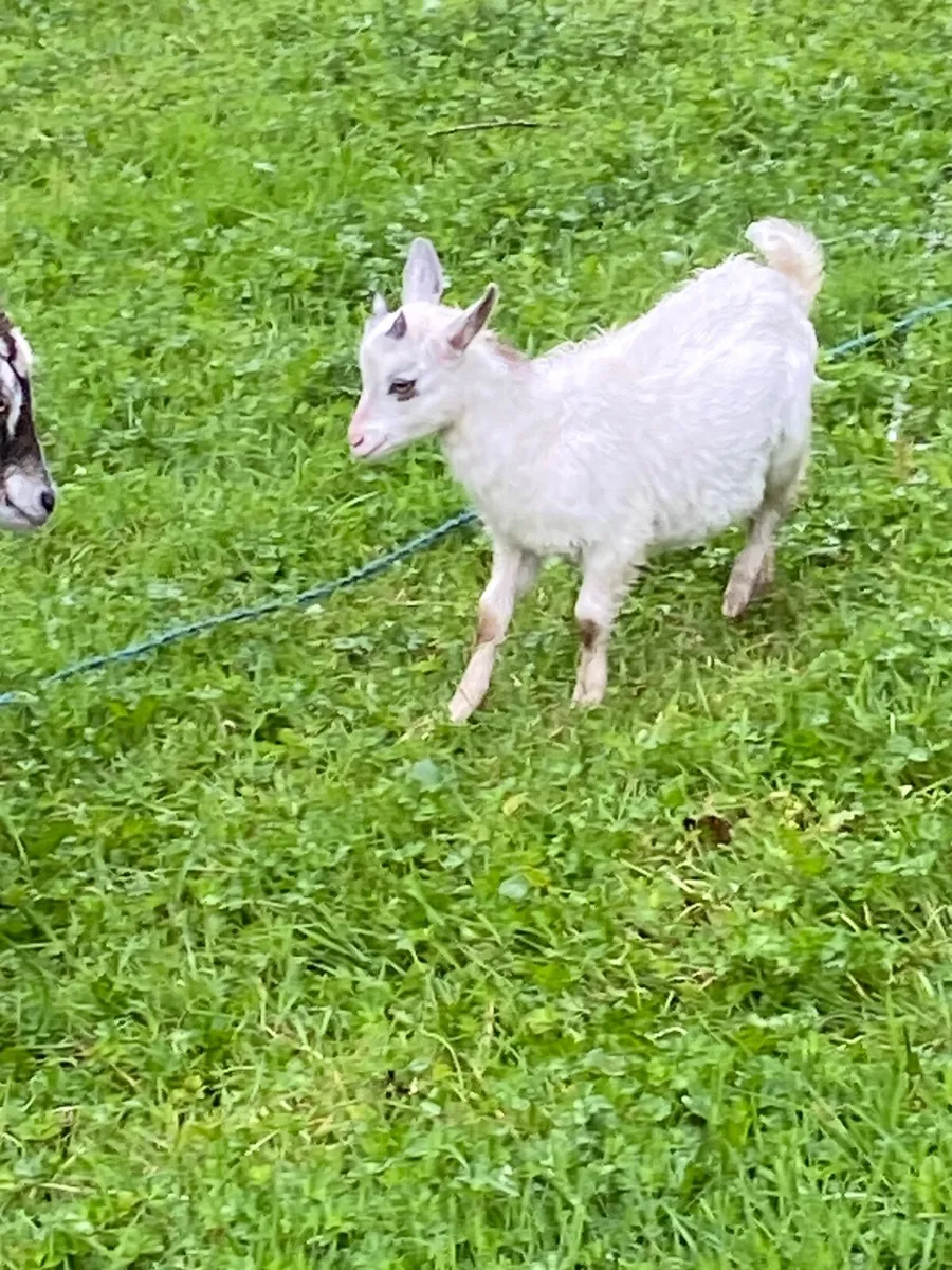 Goats - Image 1