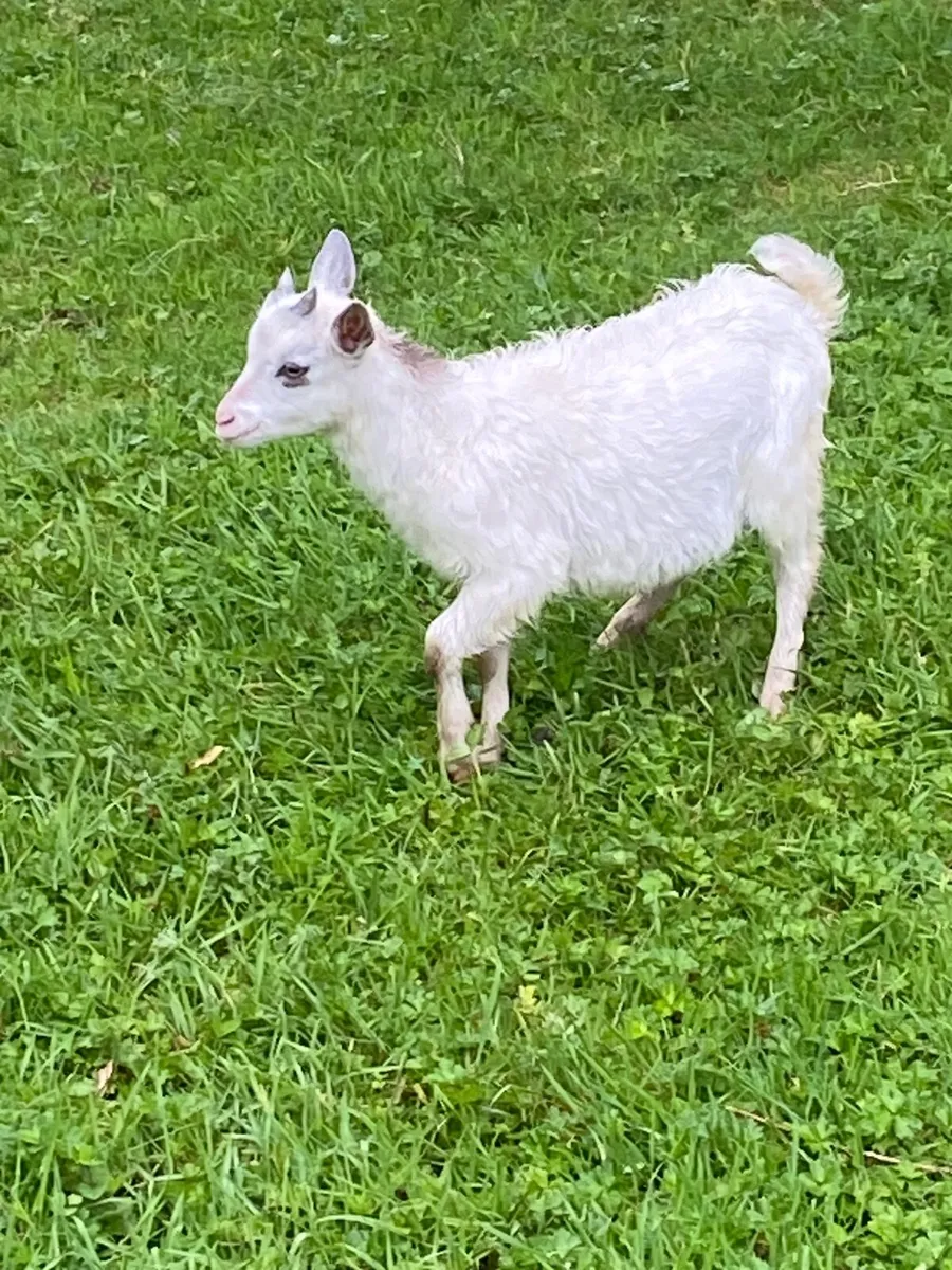 Goats - Image 2