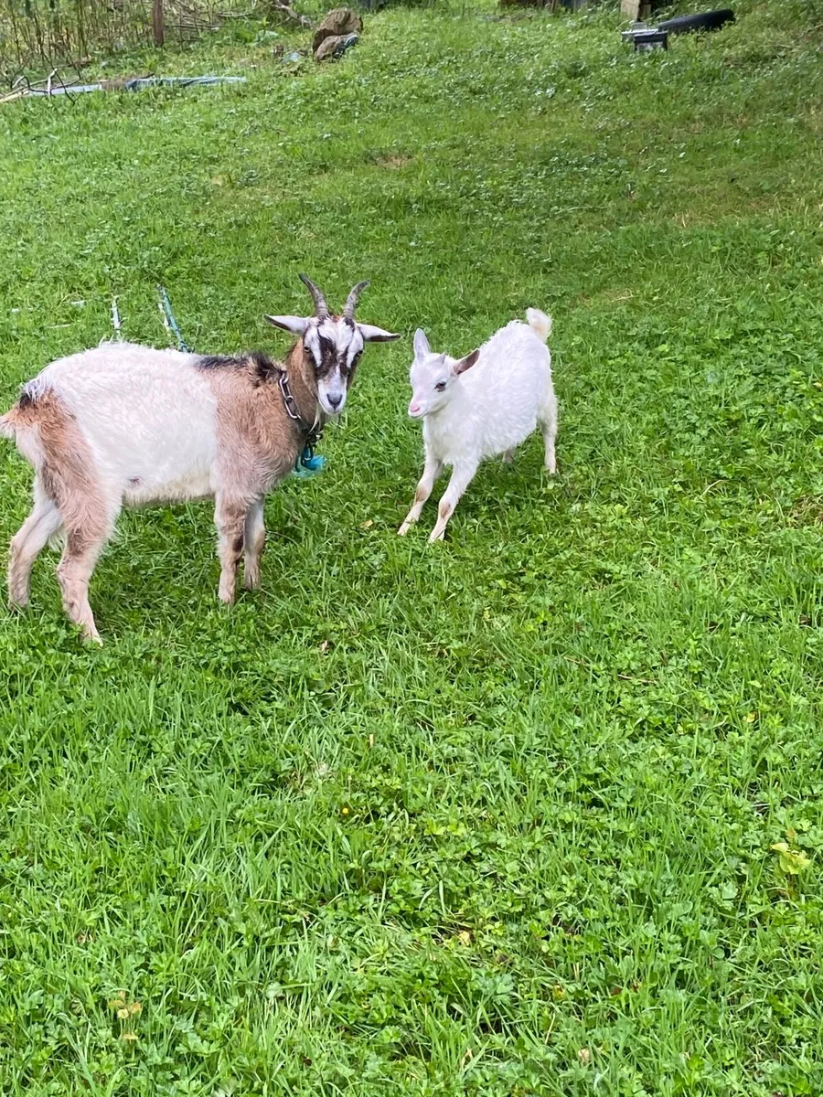 Goats - Image 3