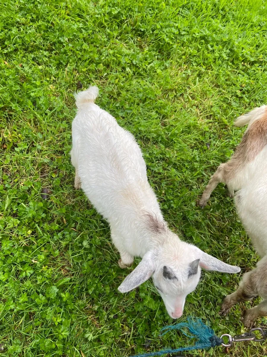 Goats - Image 4