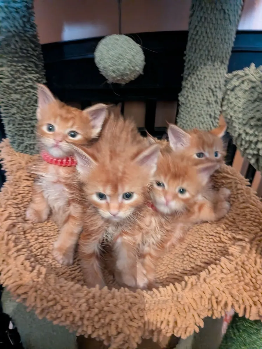 Maine Coon kittens WCF registered is   for sale - Image 1