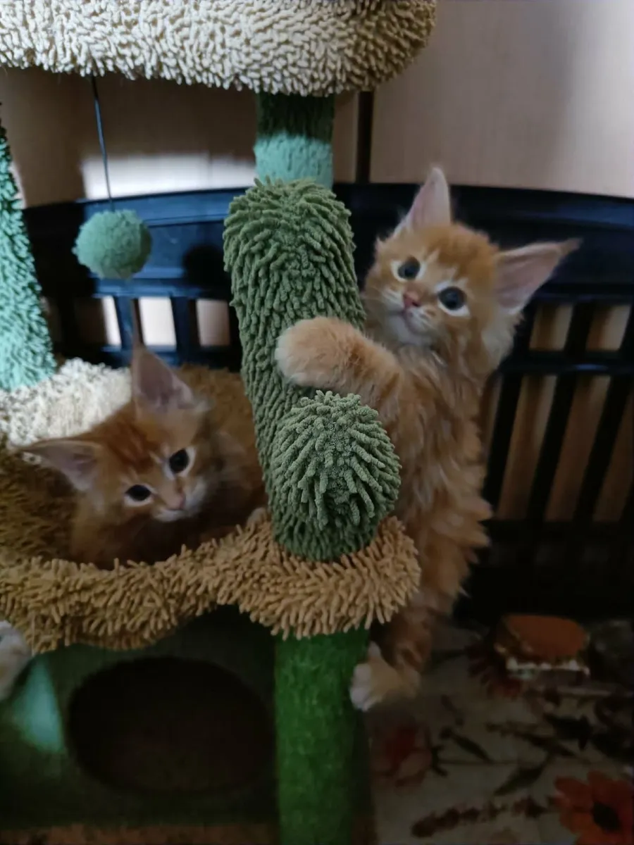 Maine Coon kittens WCF registered is   for sale - Image 2