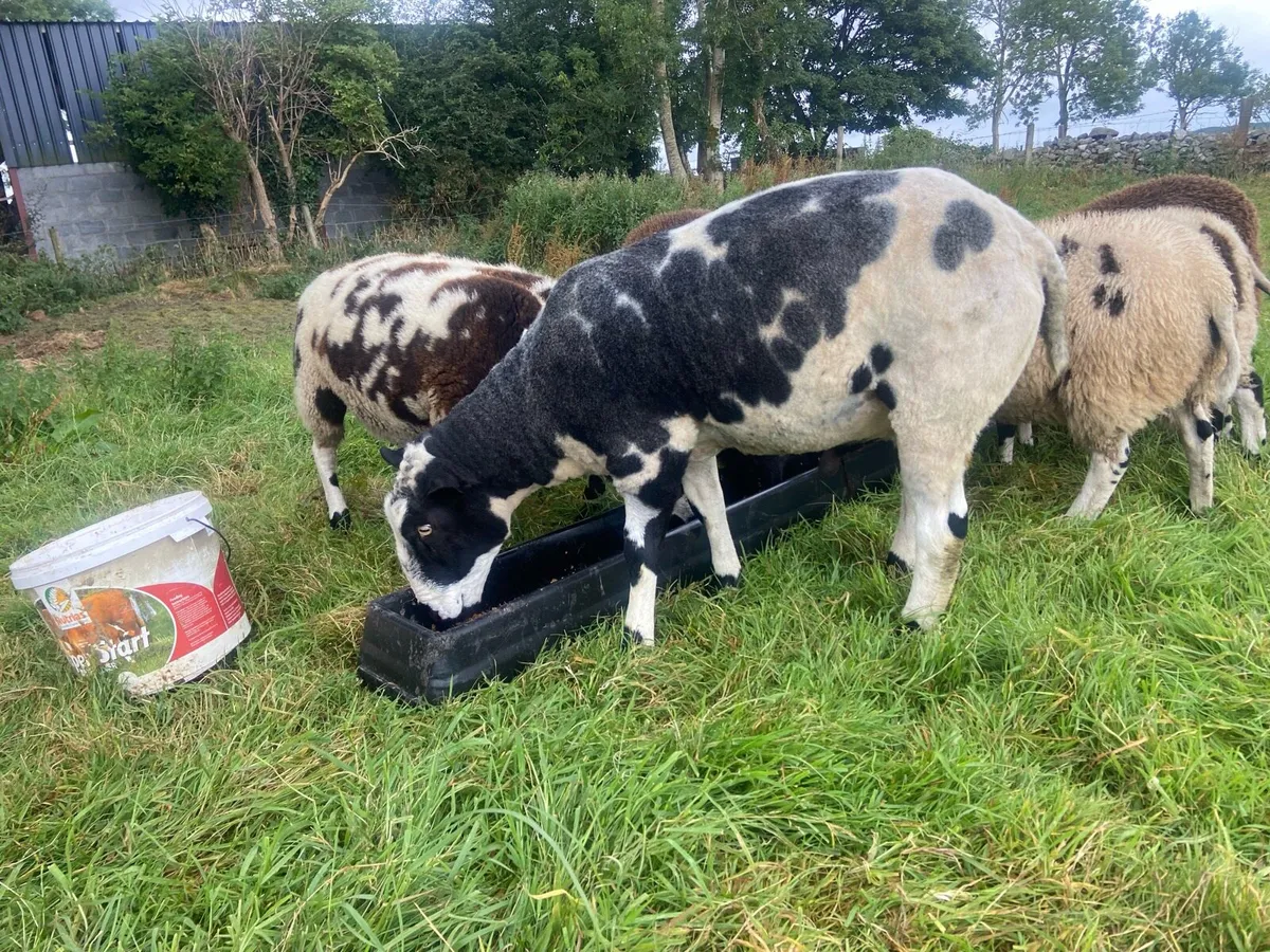Spotted Dutch ewes and ram - Image 2