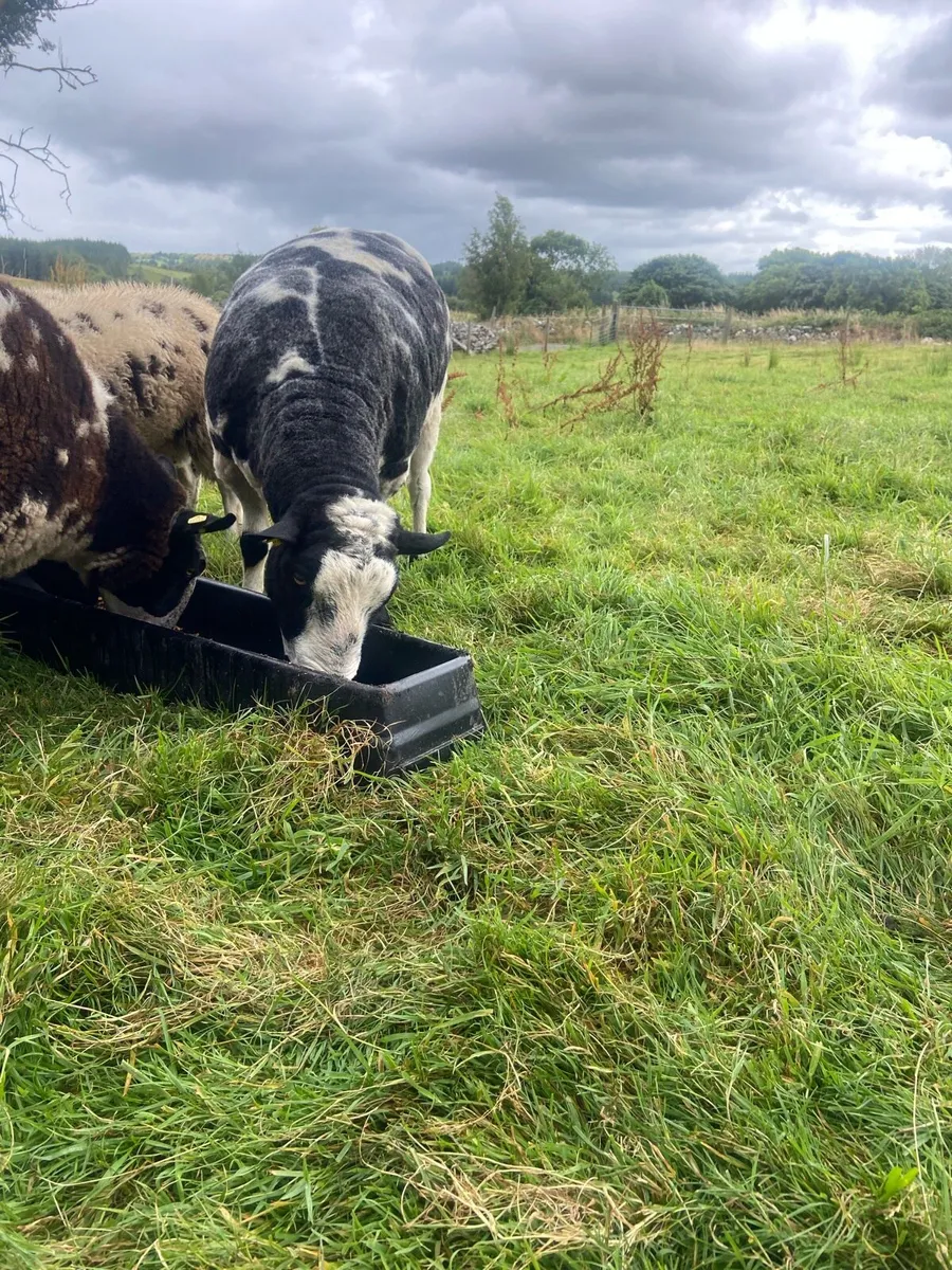 Spotted Dutch ewes and ram - Image 3