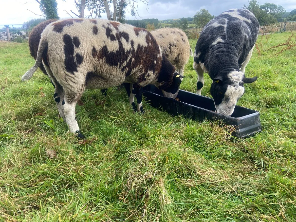 Spotted Dutch ewes and ram - Image 1