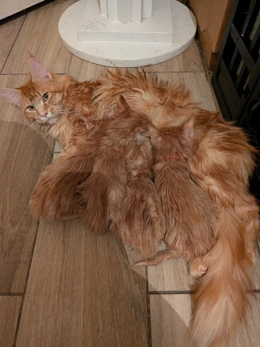 Maine Coon kittens WCF registered is   for sale - Image 4