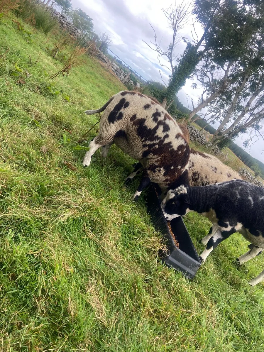 Spotted Dutch ewes and ram - Image 4