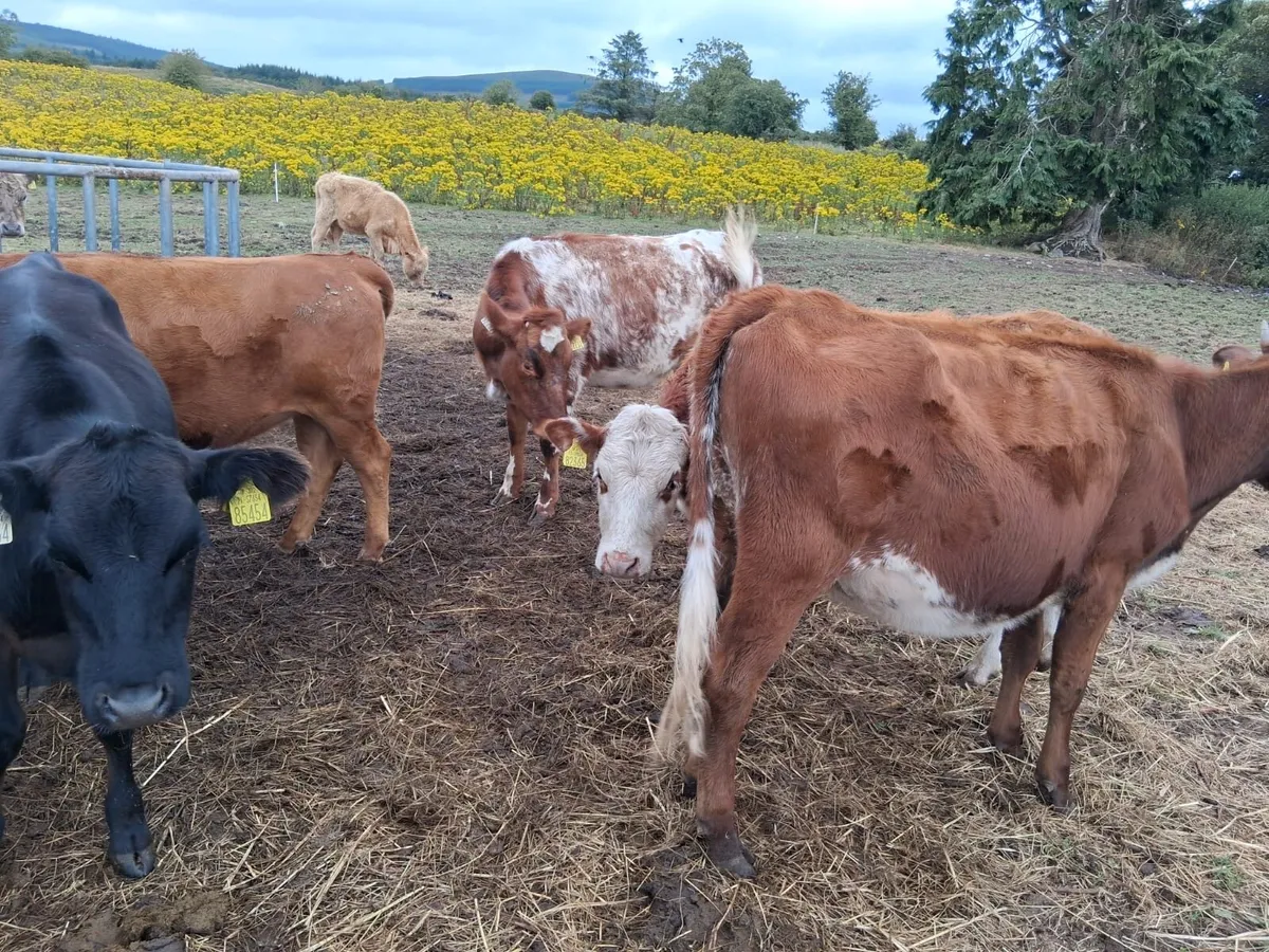 Roan shorthorn heifers - Image 2