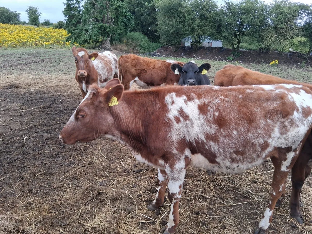 Roan shorthorn heifers - Image 3