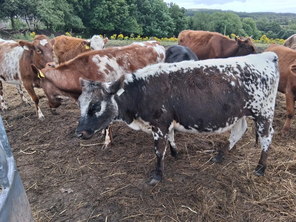 Roan shorthorn heifers - Image 4