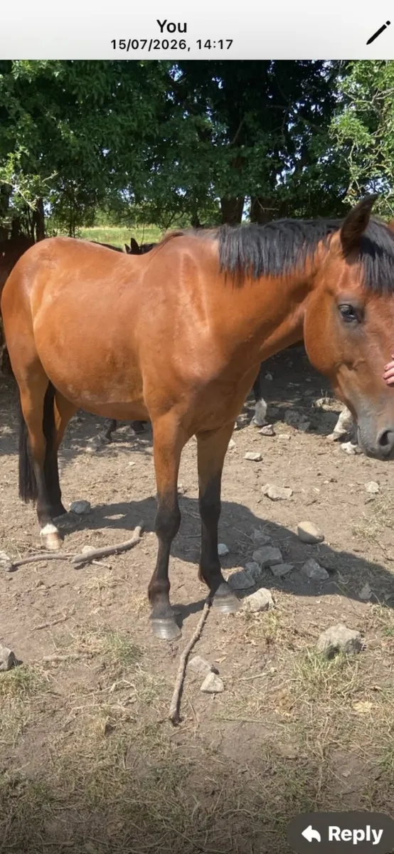 3 year old 14.3 gelding quiet genuine type - Image 1