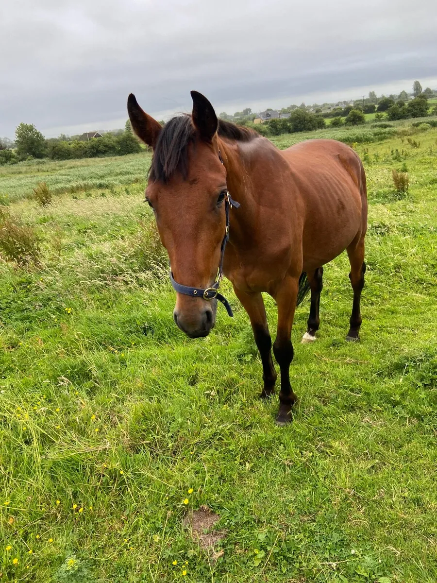 3 year old 14.3 gelding quiet genuine type - Image 2