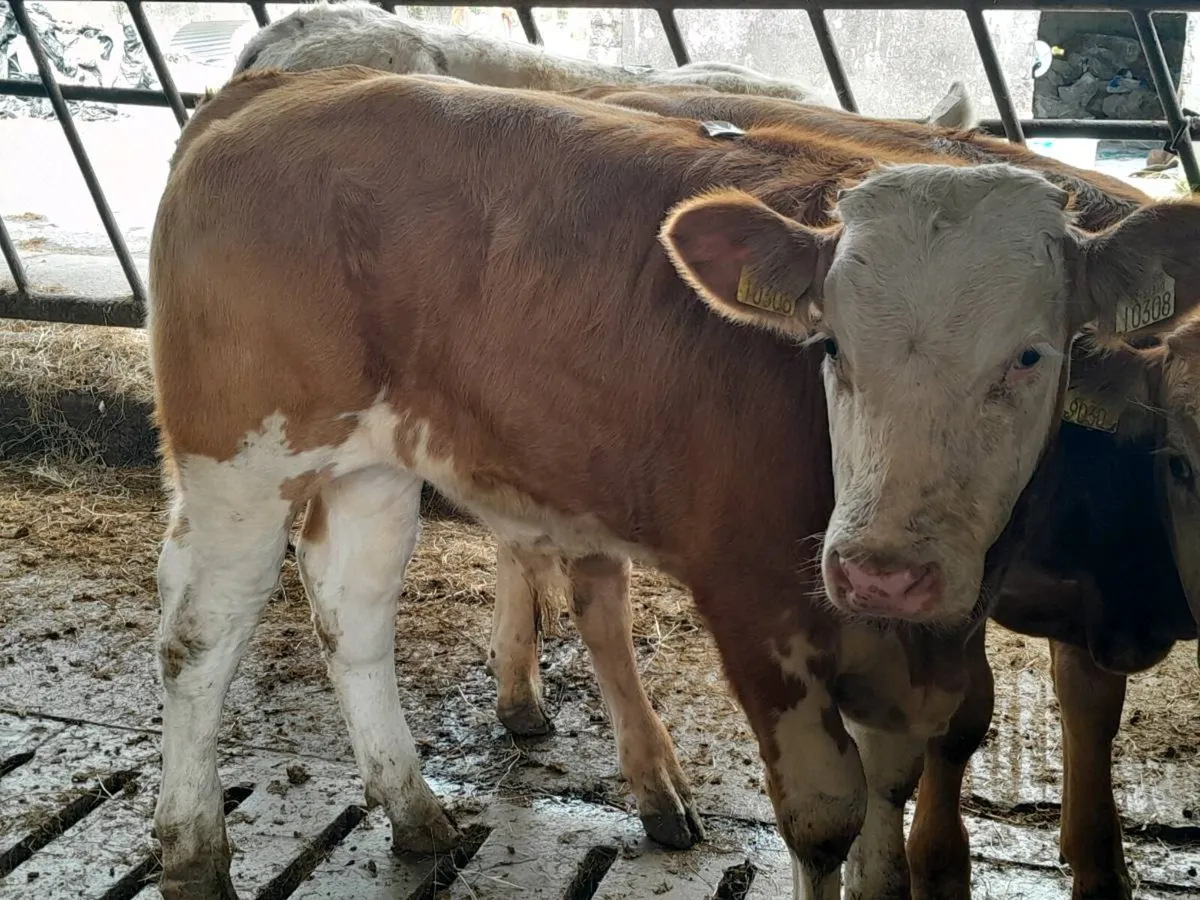 2 Smashing SIX Bull Weanlings - Image 1
