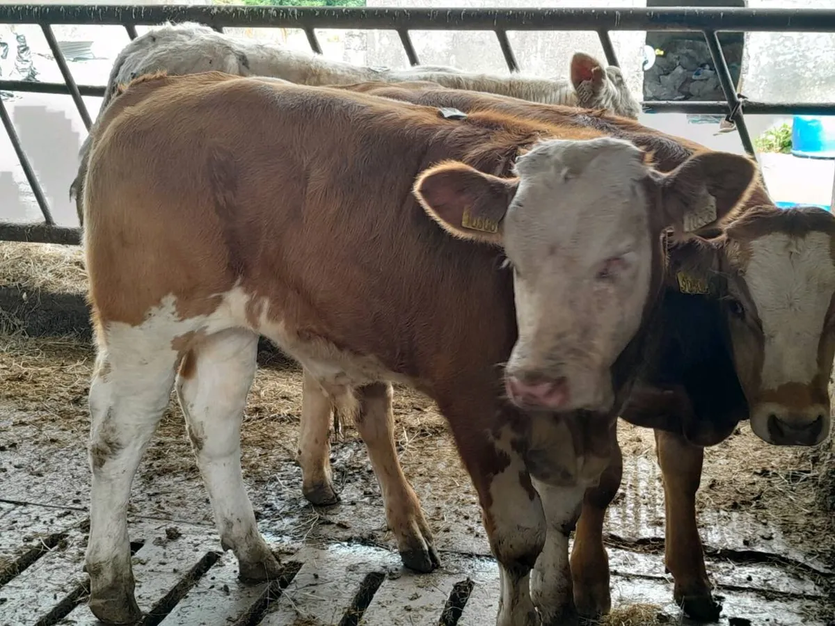 2 Smashing SIX Bull Weanlings - Image 2