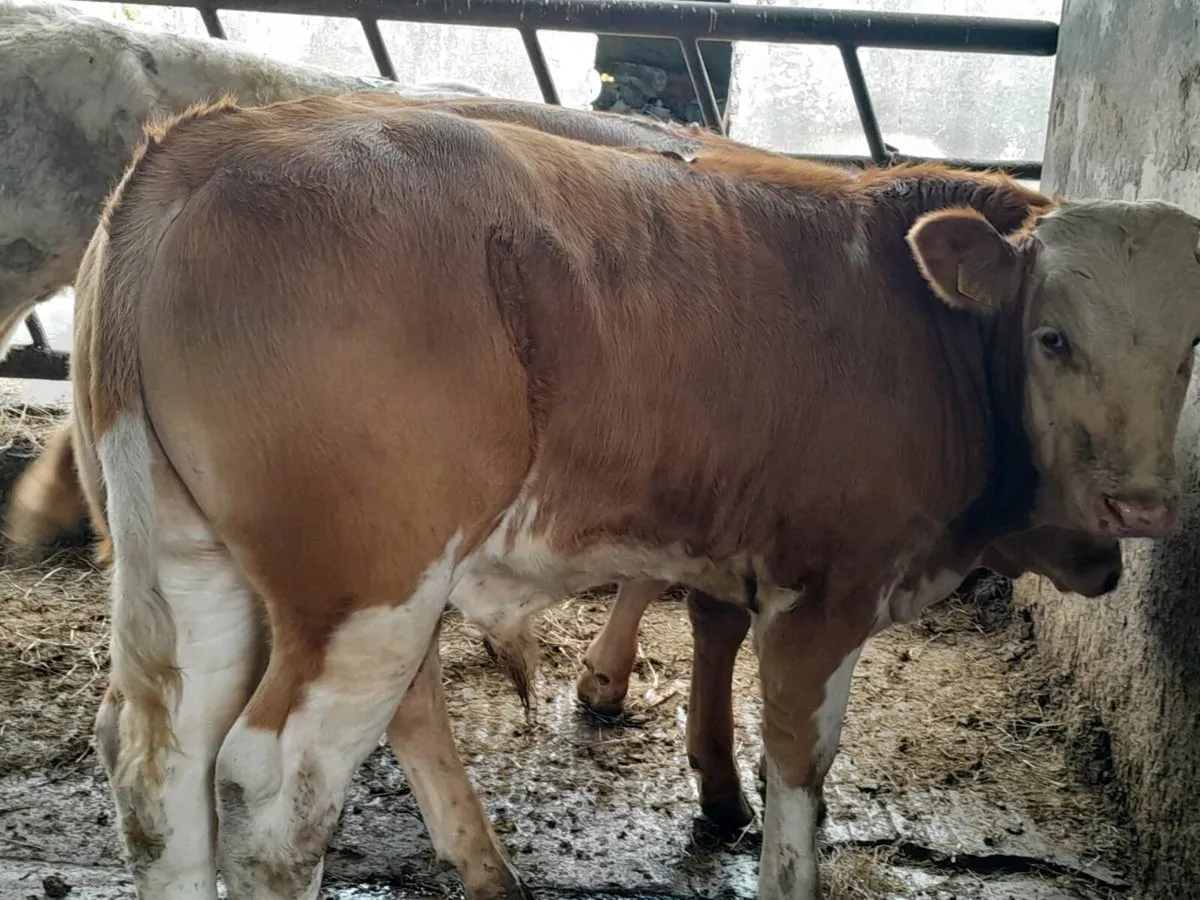 2 Smashing SIX Bull Weanlings - Image 3