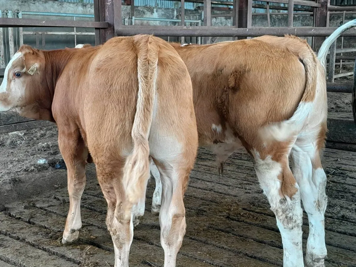 2 Smashing SIX Bull Weanlings - Image 4