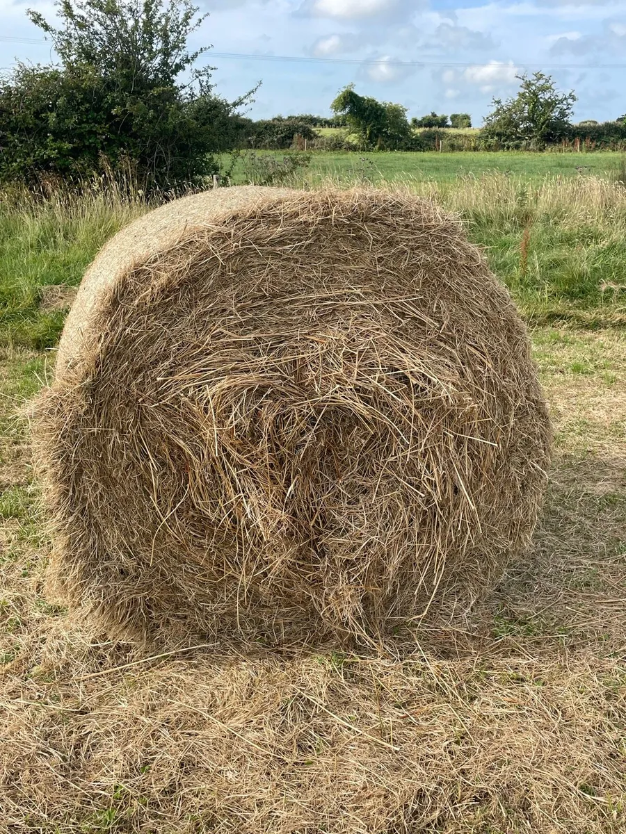 Hay / bedding - Image 1