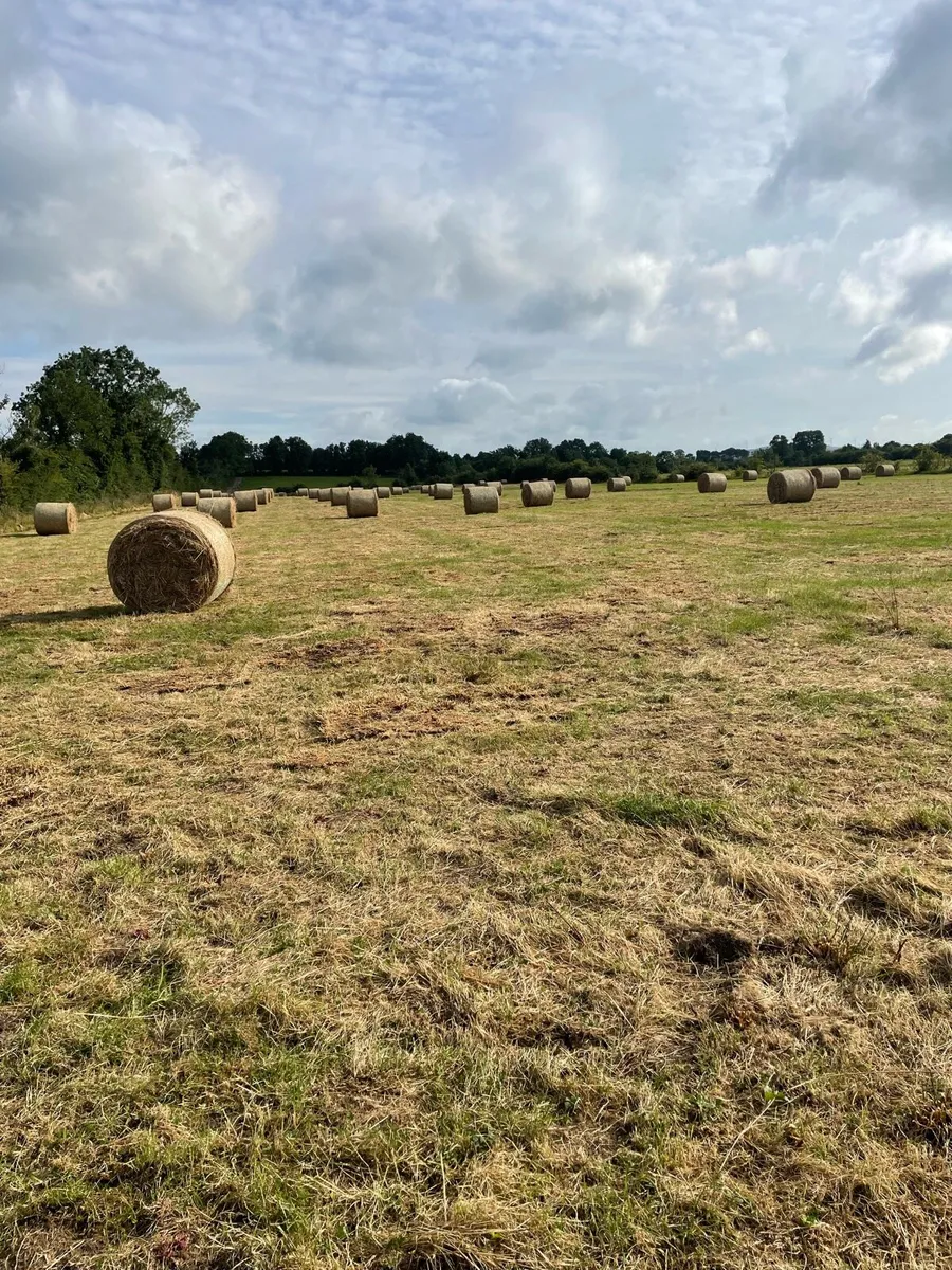 Hay / bedding - Image 2