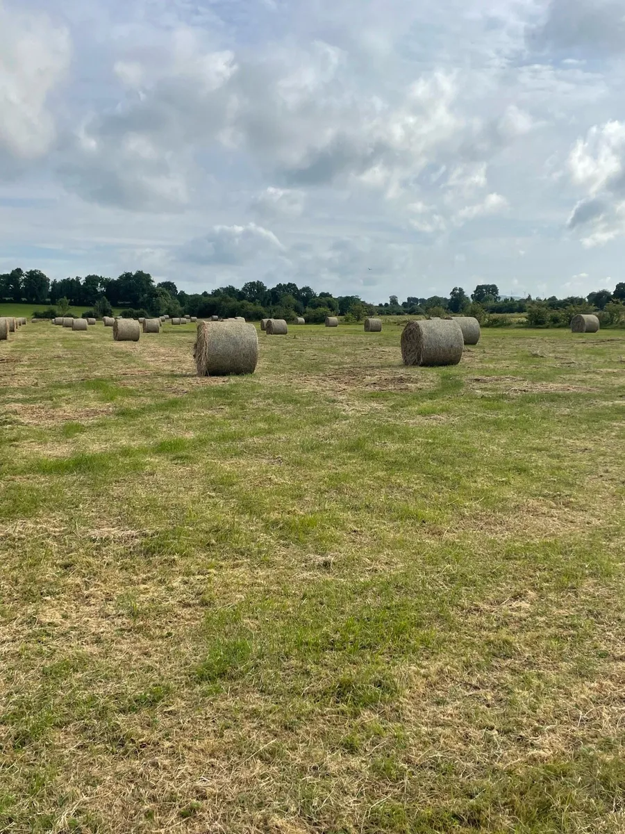 Hay / bedding - Image 3