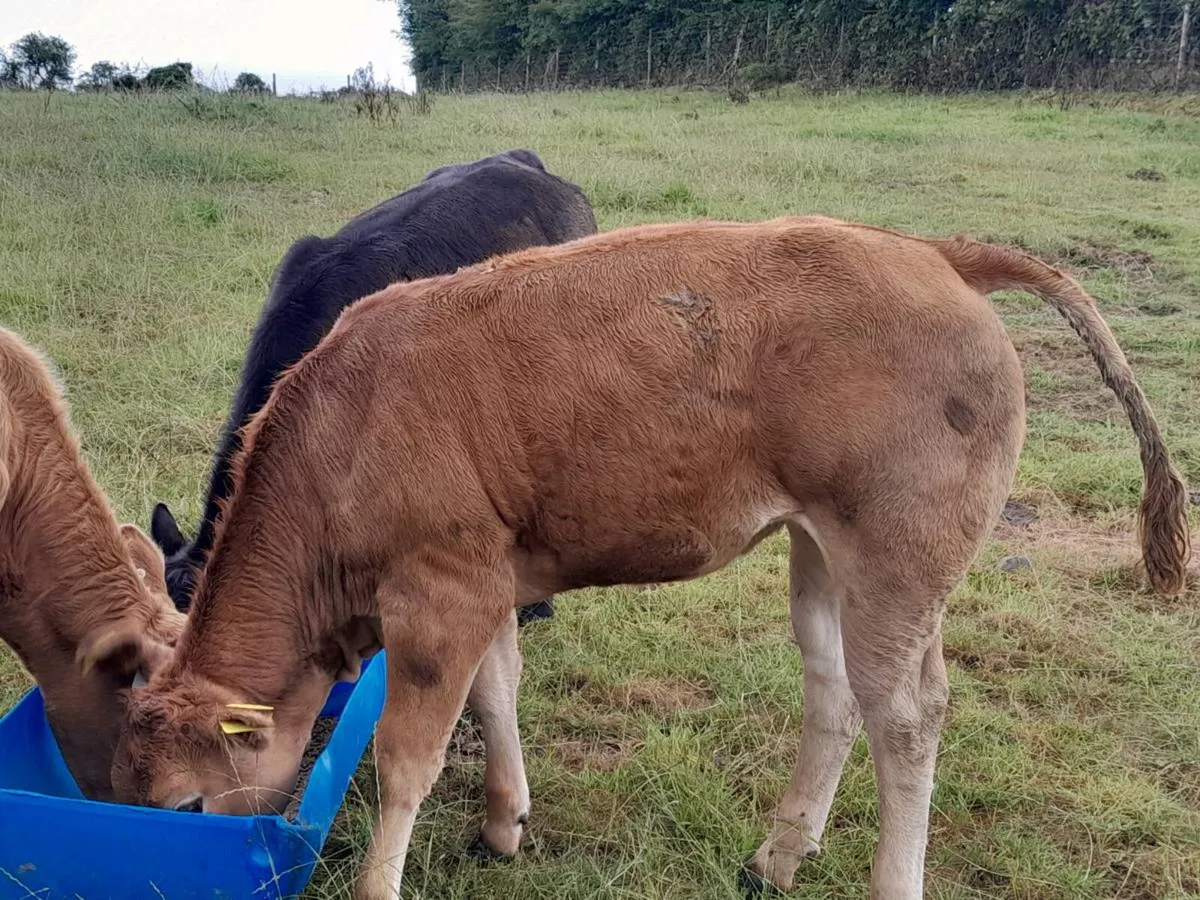 3 Smashing hefier Weanlings - Image 2