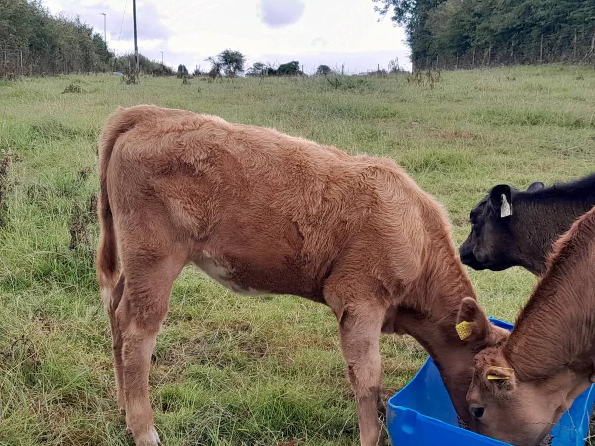 3 Smashing hefier Weanlings - Image 3