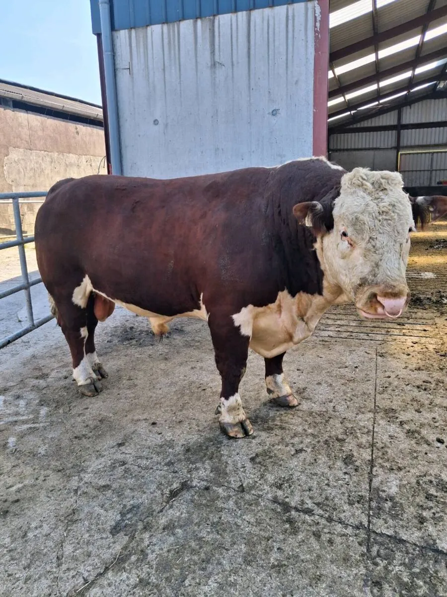 Pedigree Hereford Bull - Image 1