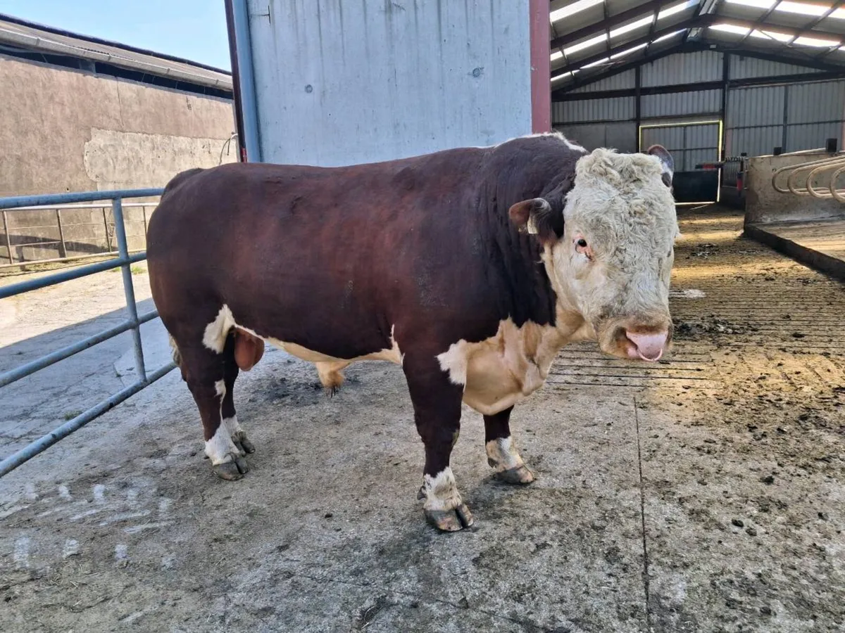 Pedigree Hereford Bull - Image 2