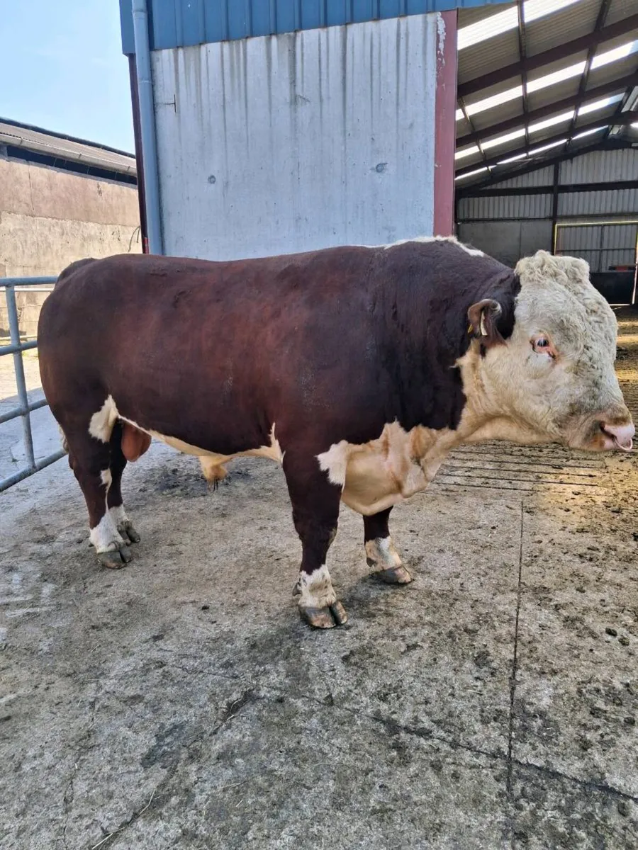 Pedigree Hereford Bull - Image 3