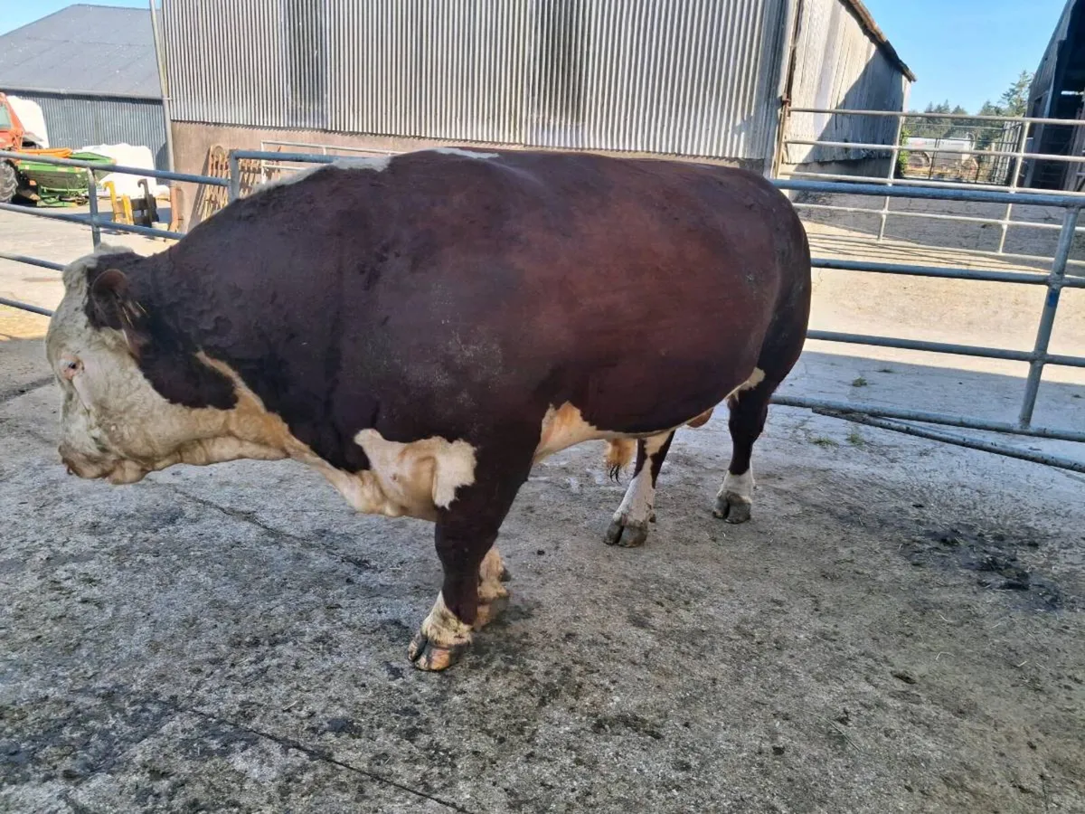 Pedigree Hereford Bull - Image 4