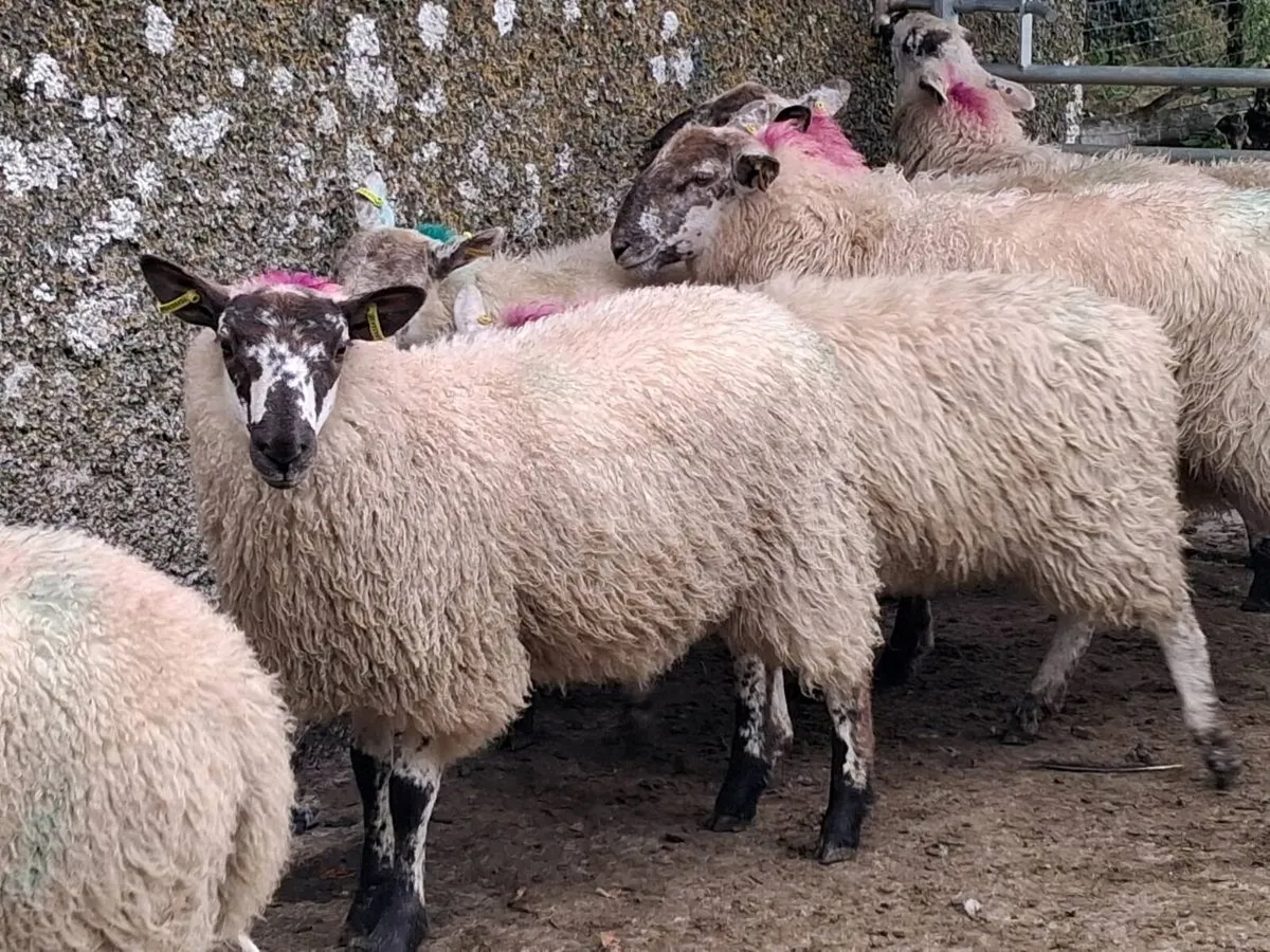 13 Organic Cheviot Ewe Lambs - Image 2