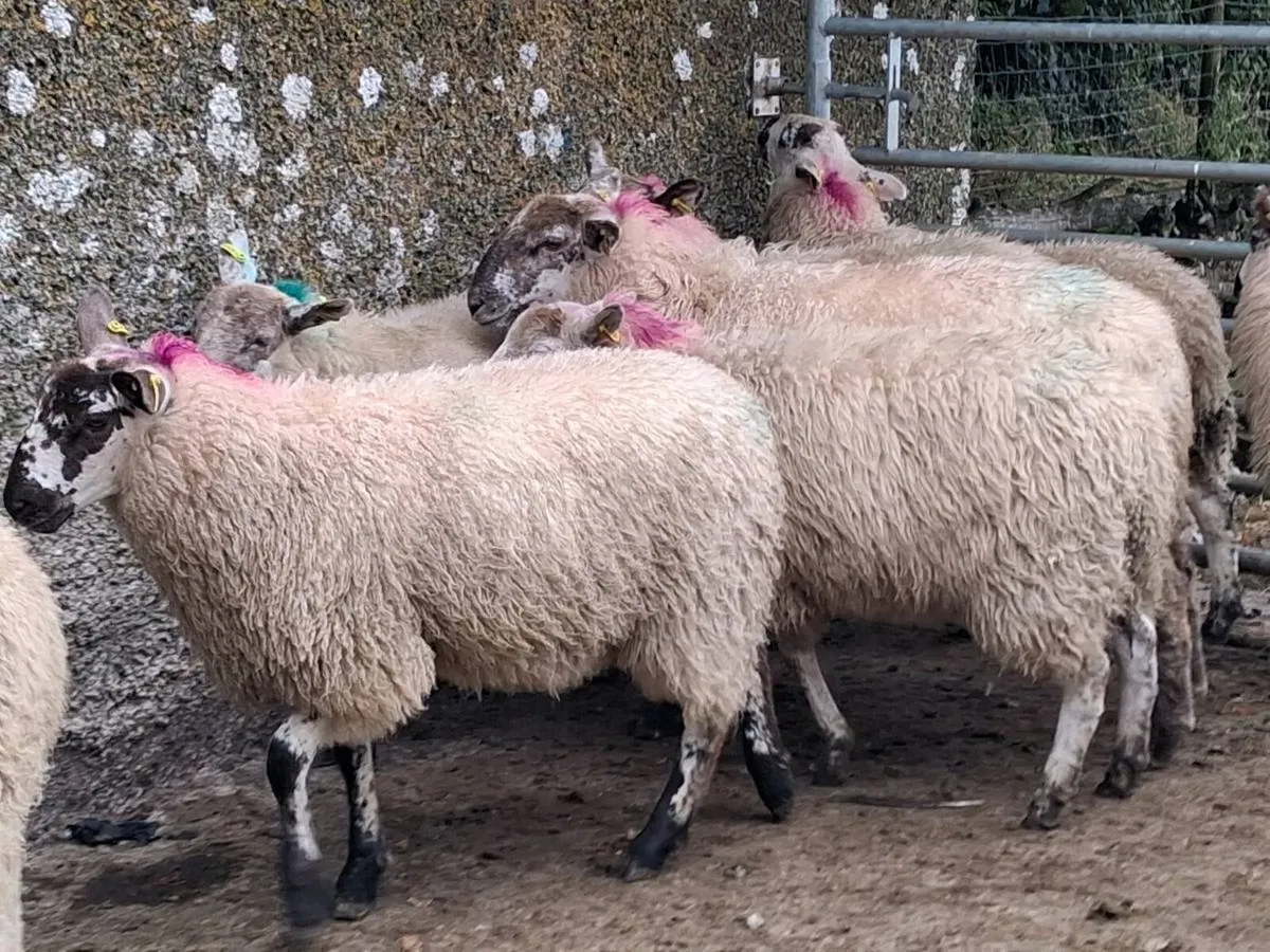 13 Organic Cheviot Ewe Lambs - Image 3