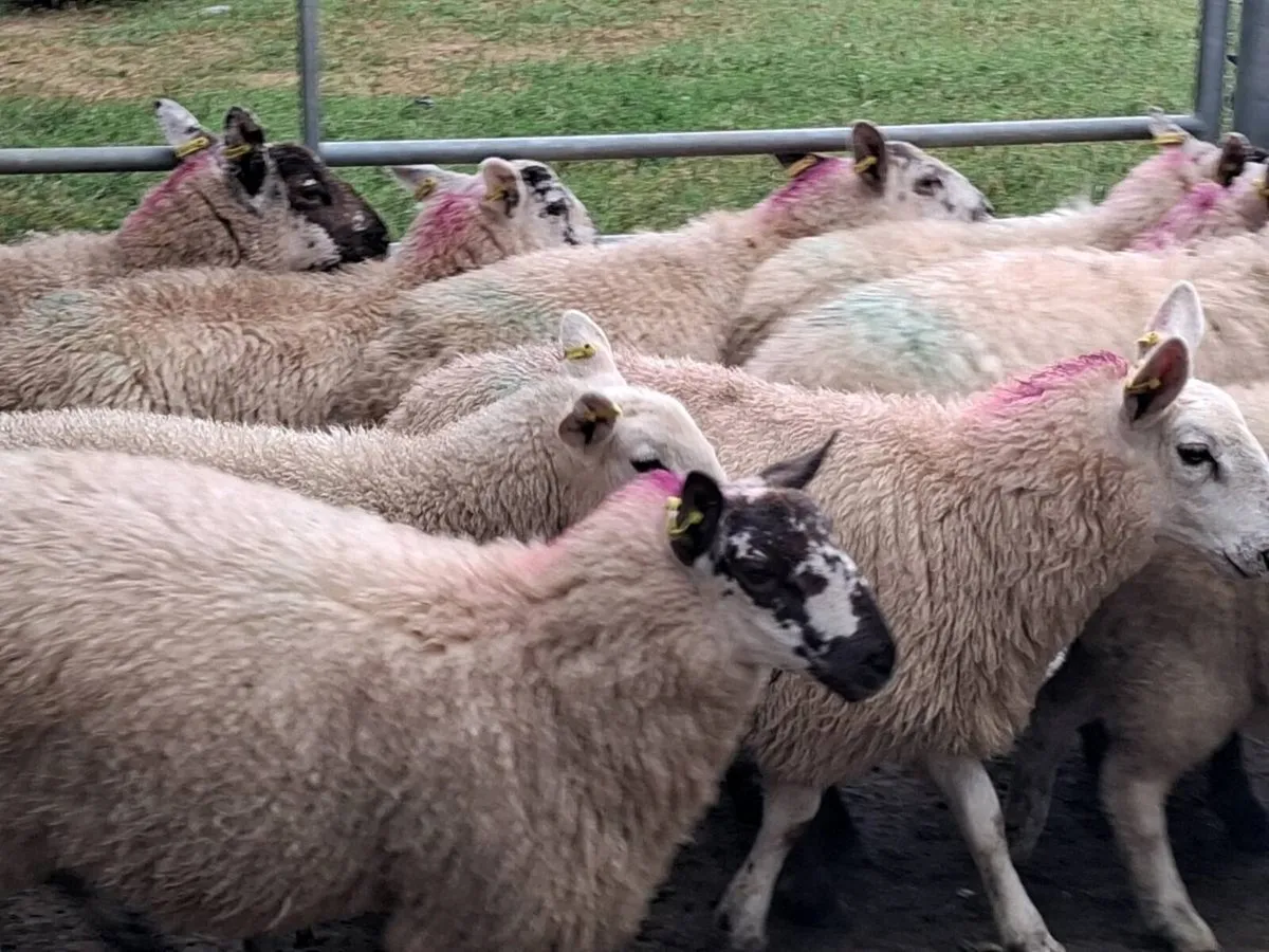 13 Organic Cheviot Ewe Lambs - Image 4