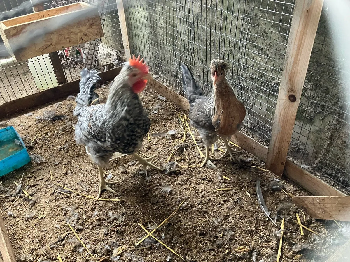 cream legbar pullet and rooster - Image 4