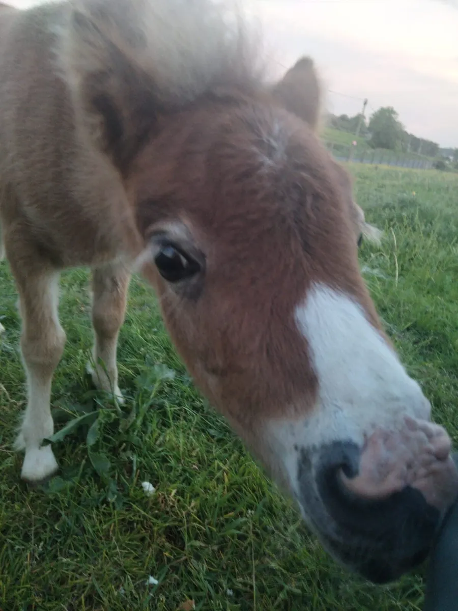 Filly foal also minature colt - Image 1