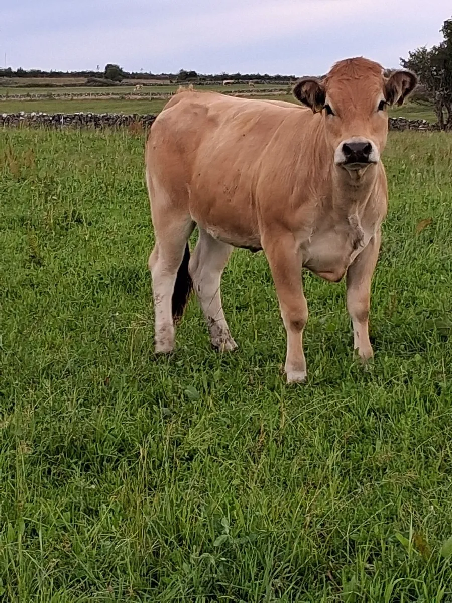 Pedigree Aubrac Heifers - Image 1
