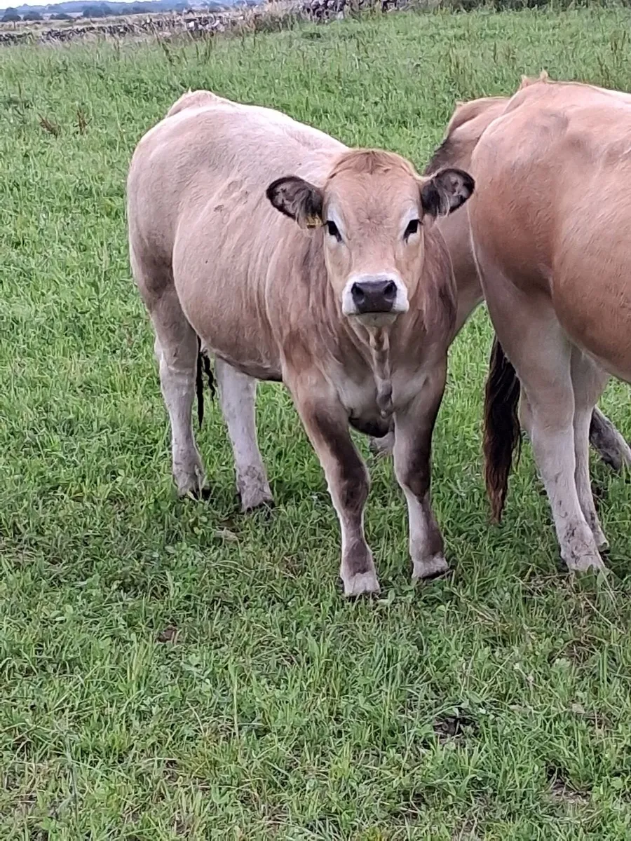 Pedigree Aubrac Heifers - Image 2