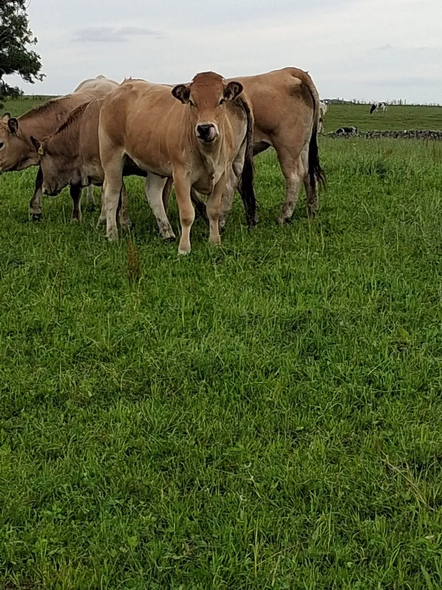 Pedigree Aubrac Heifers - Image 3