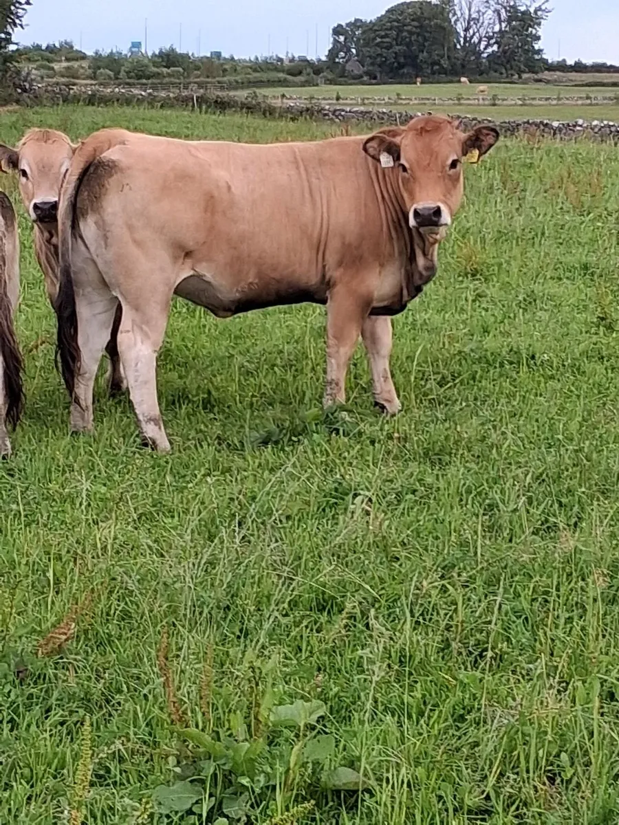 Pedigree Aubrac Heifers - Image 4
