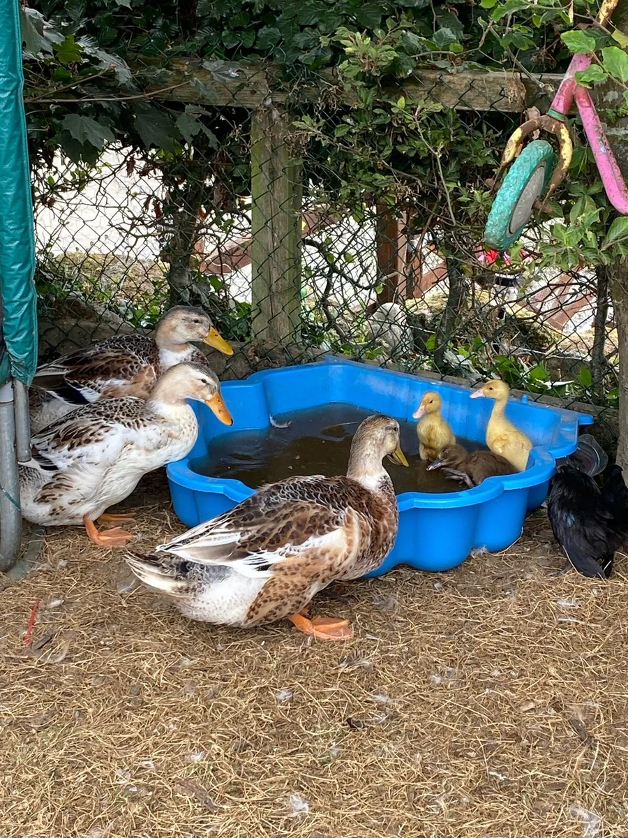 Chickens, Ducks and Rabbits - Image 2