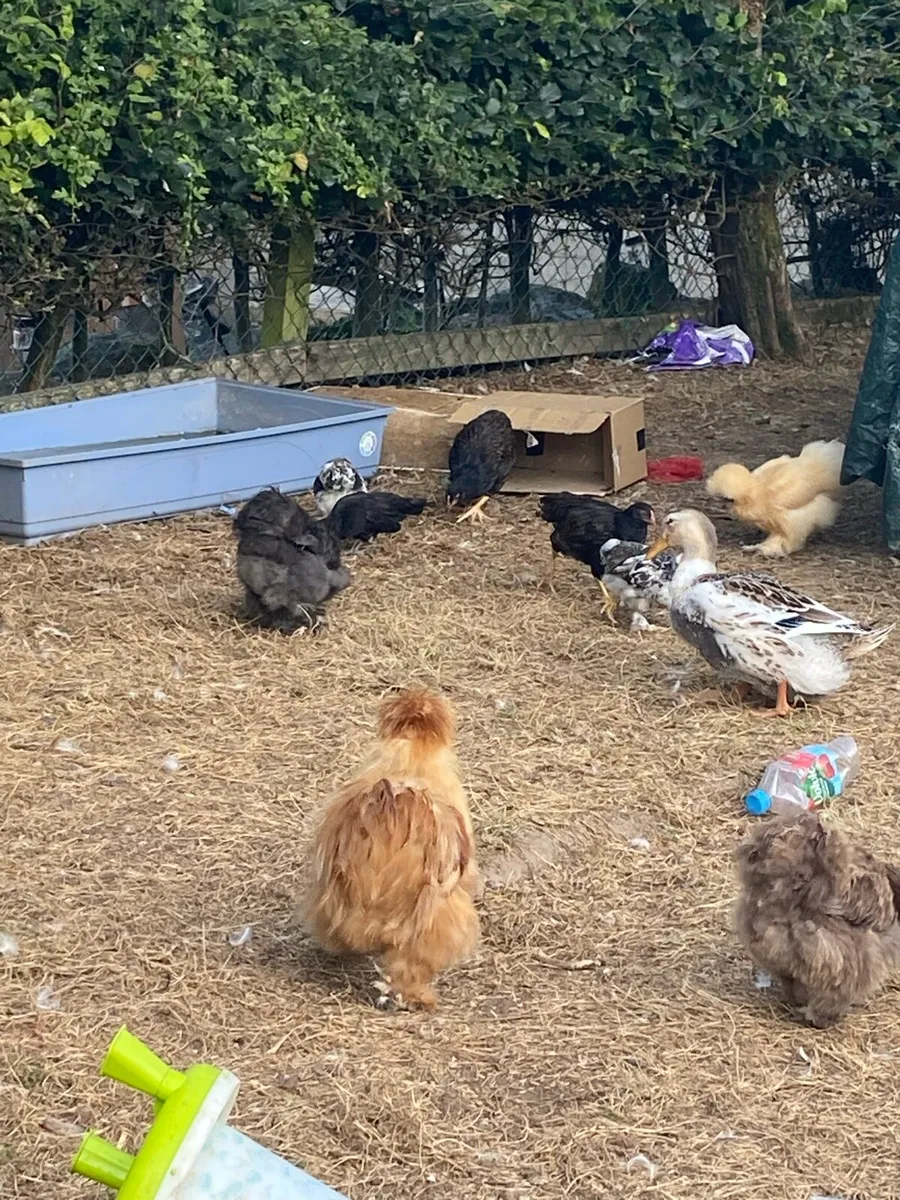 Chickens, Ducks and Rabbits - Image 3
