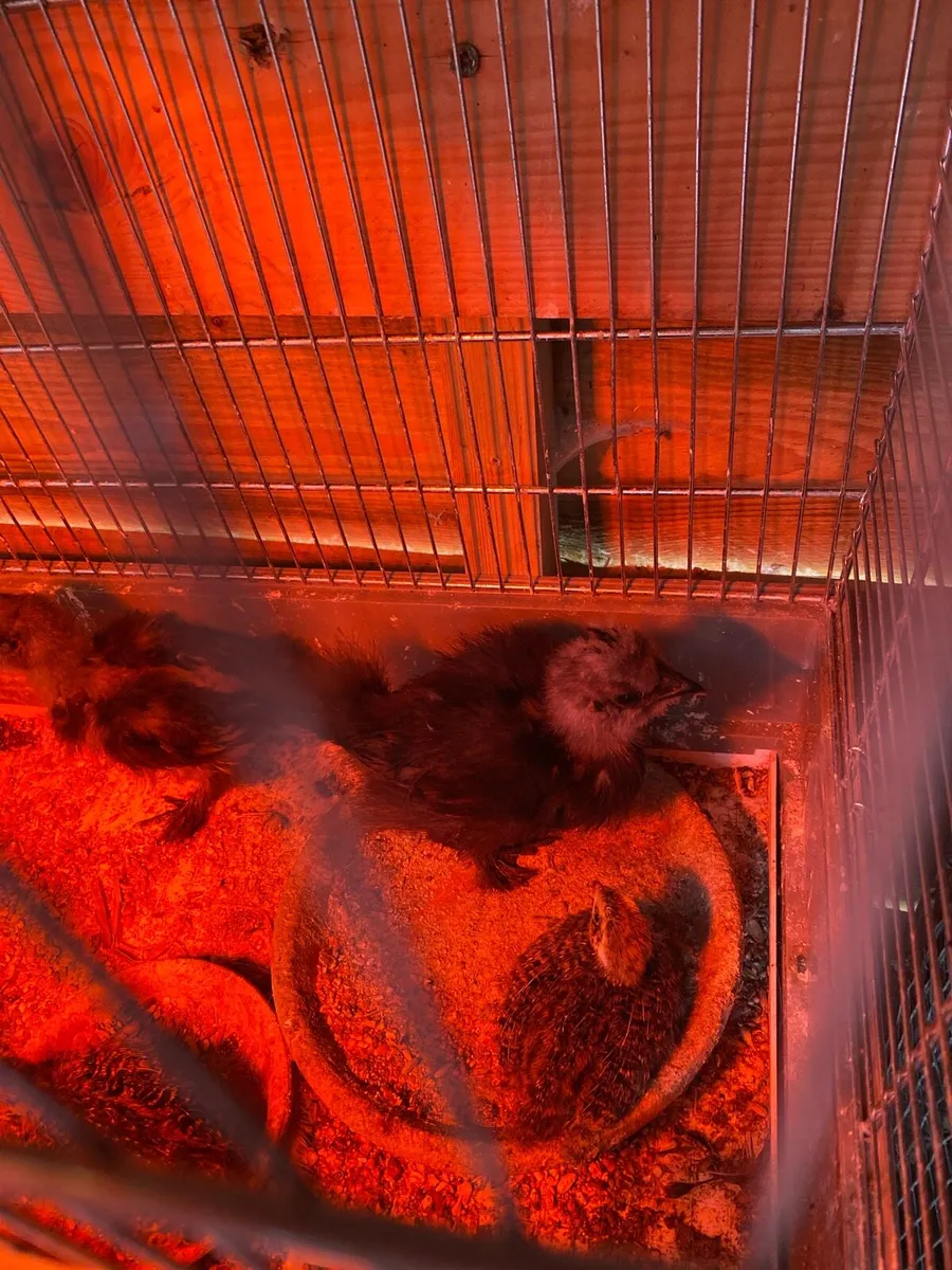 Chickens, Ducks and Rabbits - Image 4
