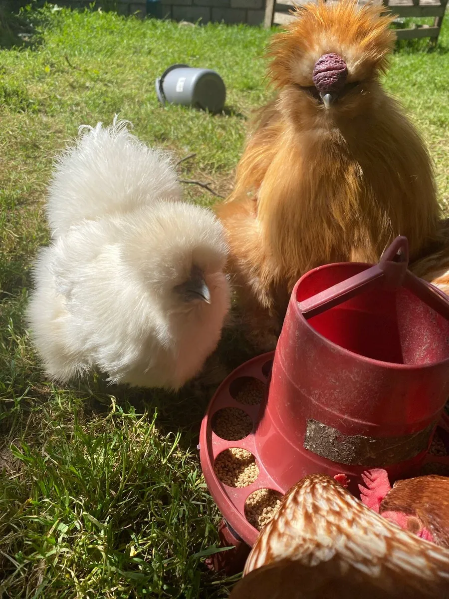 Chickens, Ducks and Rabbits - Image 1