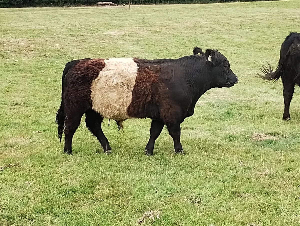 Belted Galloway Organic weanling bulls - Image 2