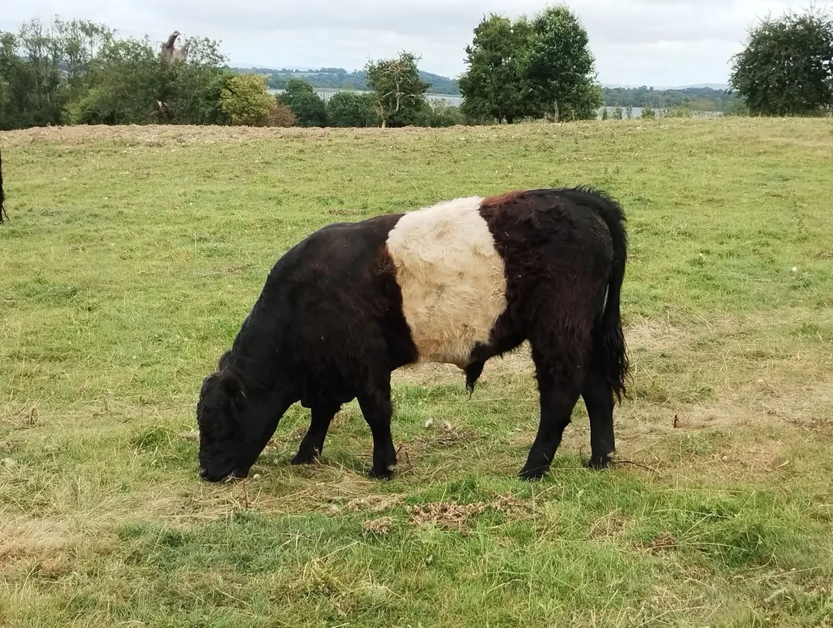 Belted Galloway Organic weanling bulls - Image 4