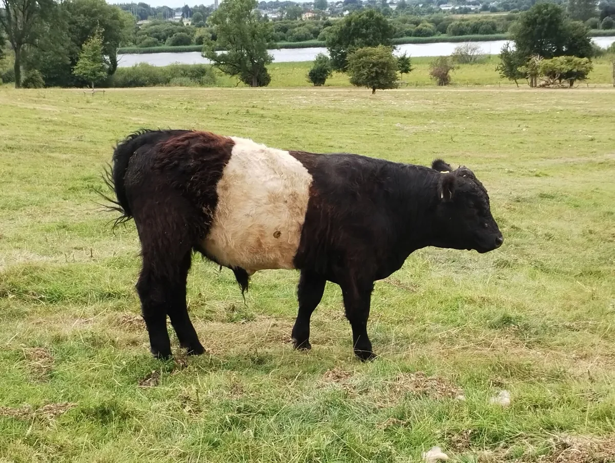 Belted Galloway Organic weanling bulls - Image 3