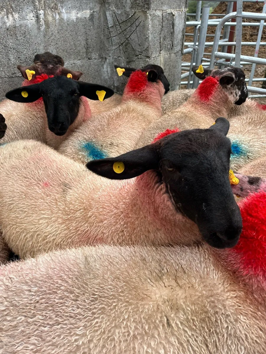 15 SUFFOLK EWE LAMBS - Image 1